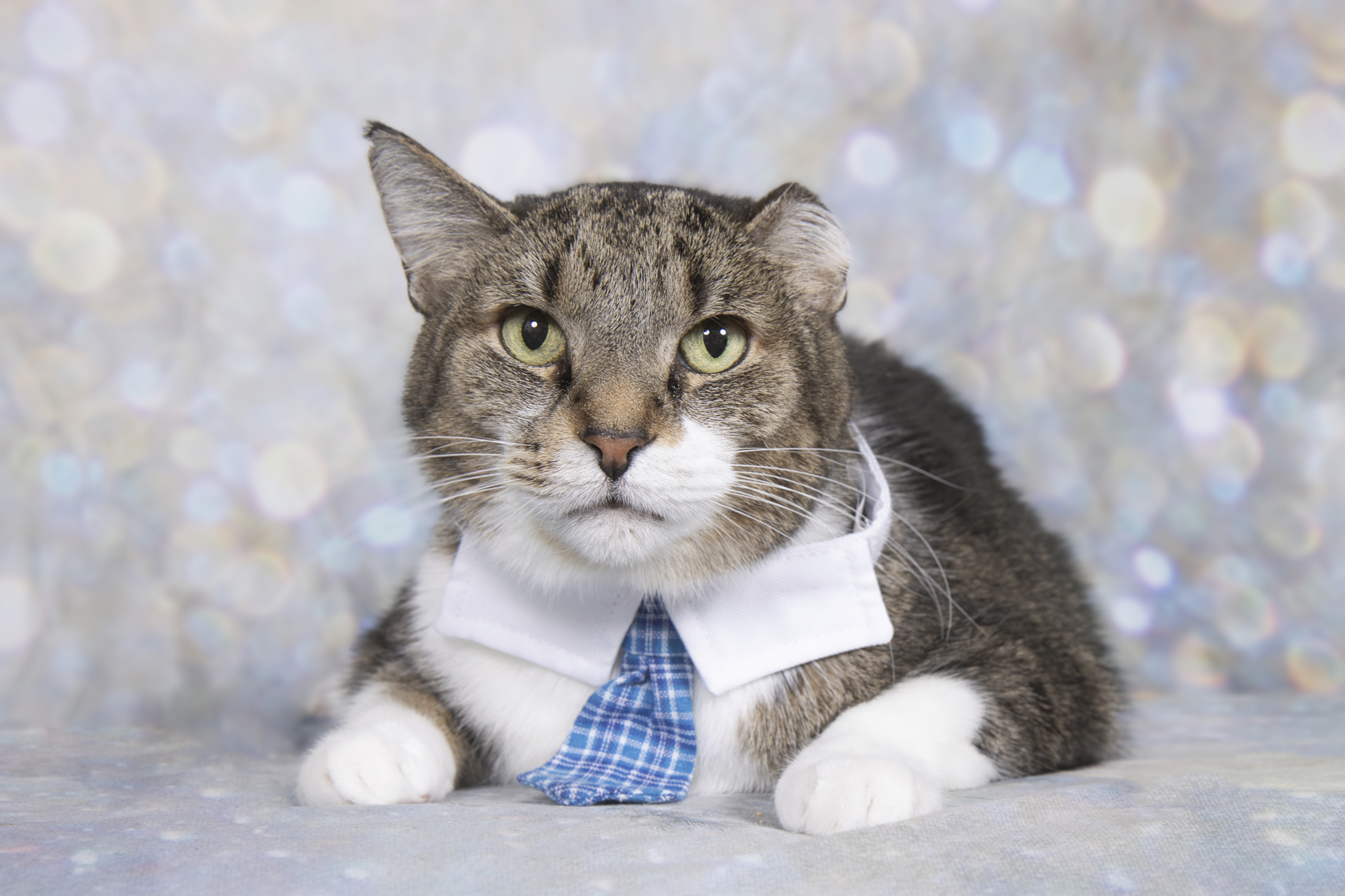 Patrick the Frostbite Cat wearing a tie